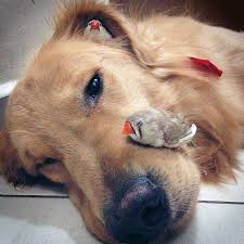Bob Est Un Magnifique Golden Retriever Qui Vit A Sao Paulo Au Bresil Bienveillant Et Patient Il Partage S Animals Unlikely Animal Friends Animals Friendship