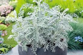 Image result for Senecio sp.no.4