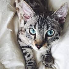 Adopting a cat from bengal rescue or a shelter. Pictures And Facts About Bengal Cats And Kittens