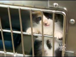 We care for them until we are able to find their forever homes. Bay Area Animal Shelters Report A Crisis Of Unclaimed Kittens Cbs San Francisco