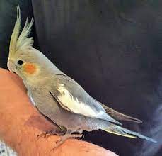 Hand Raised Grey Cockatiel Best Pet Birds Pet Birds Parrot Pet