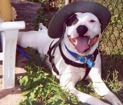 Pip Felipe R The Pitbull Terrier Wearing A Hat Laying Against A Chain Link Fence With Its Mouth Open Bull Terrier Dog Pitbull Terrier American Pitbull Terrier