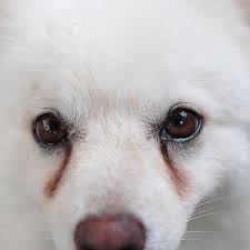 Holland frauen die mit tieren ficken, fantasy holland, horny. Was Bedeuten Tranende Augen Beim Hund Und Ab Wann Sind Sie Gefahrlich Stern De