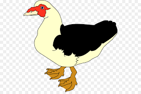 Download now for free this duck cartoon transparent png image with no background. Duck Cartoon Png Download 600 589 Free Transparent Duck Png Download Cleanpng Kisspng