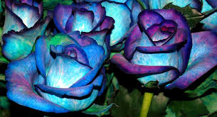 Greatbigcanvas.com has been visited by 100k+ users in the past month Wallpaper Purple Blue Rose Novocom Top