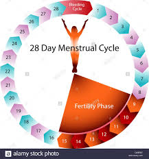 Menstrual Cycle Fertility Chart Stock Vector Art