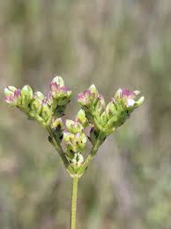 Image result for Setaria petiolata