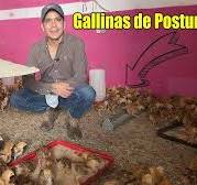 Gallinas Ponedoras ¿RENTABLE PARA NEGOCIO? | Pollitas de Postura | ¿Cuál  raza es mejor para Huevos?