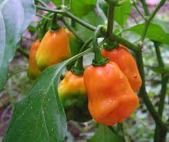 Simply Scaife Family Farm What Do You Do With A Habanero Stuffed Peppers Hot Sauce Recipes Stuffed Hot Peppers