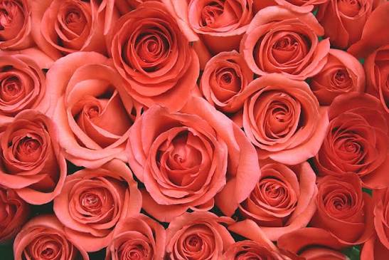 Bed Of Roses by Ecastill0