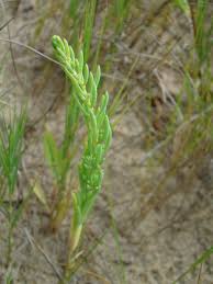 Image result for Suaeda plumosa