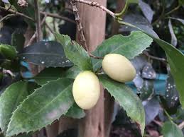 Image result for Elaeodendron croceum