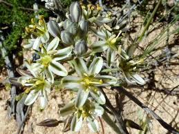 Image result for Ornithogalum seineri