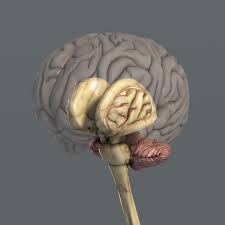 Essentials Male Female Anatomy 3d Model In 2020 Female Anatomy Anatomy Human Anatomy Model