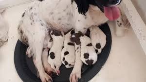 And these dogs can get along with people effortlessly, thats why theyre popular not just among dog lovers. Upland Meadows English Springer Spaniels Facebook