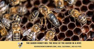 Image result for Queen bee