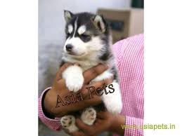 Cheap husky puppies for sale. Siberian Husky Puppy For Sale In Lucknow At Best Price