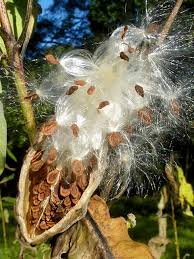 To collect the seed pods from a common milkweed plant it is best to pick them when they are dry and gray or brown in color. Ode To Milkweed Seemingly Everywhere Yet Overlooked The New York Times