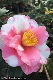 Buy Shibori Egao Camellia Sasanqua Free Shipping 3 Gallon Pot Size For Sale From Wilson Bros Gardens