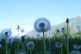Dandelion Flowers White Wild Meadow Wallpaper Dandelion Flower Flowers Pink Flowers Wallpaper