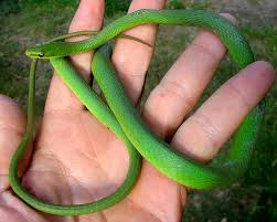 Check us out on instagram @carpys_boas_and_corns or like … Rough Green Snake Opheodrys Aestivus