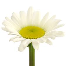 Image result for foto Kopretina