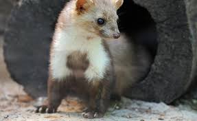 Marder Aus Haus Und Auto Vertreiben Das Hilft Marder Vertreiben Marder Im Garten Marder