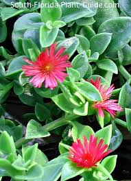 Check spelling or type a new query. Baby Sun Rose
