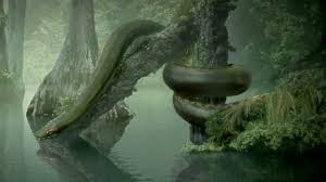 Di indonesia sendiri pernah ada penampakan ular naga yang. Bukan Anaconda Dan Piton Inilah Ular Terbesar Di Bumi Yang Pernah Tercatat Banjir Embun