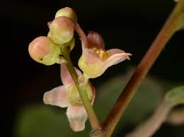 Image result for Pseudospondias