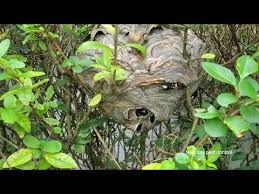 Leading provider of animal control & pest control services in se wisconsin since 1988. Bird Nest Removal Bald Faced Hornets Nest 1 Pest Control Services In Nj