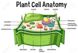 Check spelling or type a new query. Plant Cell Anatomy Diagram Illustration Royalty Free Cliparts Vectors And Stock Illustration Image 115003868