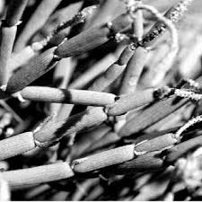 Image result for Arthraerua leubnitziae