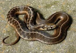 Trap and relocate the garter snakes. Thamnophis Conanti Steven Bol Garter Snakes