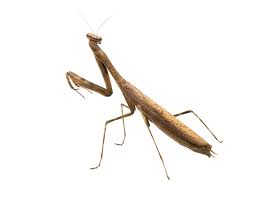 La mantis religiosa es una criatura fascinante, forzada a vivir sola. Mantis Definition Und Bedeutung Collins Worterbuch