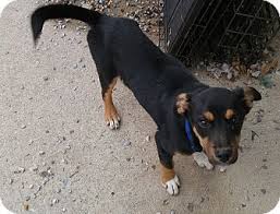 Black And Tan Coonhound For Sale In Michigan Bryson City Nc Black And Tan Coonhound Hound Unknown Type Mix Meet Walker A Puppy For Adoption Http Www Adoptapet Com Pet 14 Coonhound Hound Dog Pets