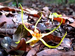 Image result for Strophanthus speciosus