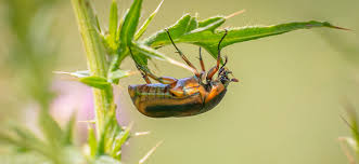 Their larvae, the white grub, is a nuisance in lawns and gardens. How To Get Rid Of June Bugs On Plants Fast Hydrobuilder Learning Center