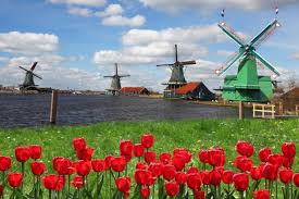 No matter how complex your project may be, we're here to help you finish it. Bike Through The Tulip Fields Of Holland Stripes Europe