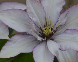 Check spelling or type a new query. Samaritan Jo Clematis Rare Purple Edge On White Flowers