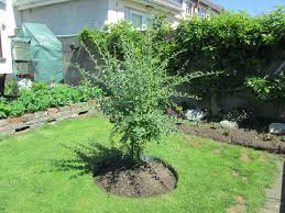 Check spelling or type a new query. How To Grow A Goji Berry Tree In The Garden Growing Goji Berries Berry Plants Plants