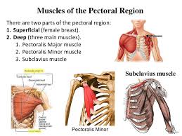 Modeled and textured in zbrush, rendered in keyshot. Muscles Of The Pectoral Region Ppt Download