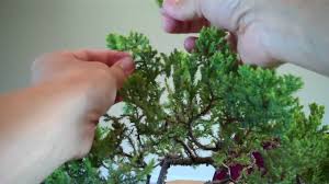 How to prune juniper bonsai. Juniper Bonsai Annual Pruning And Potting Part 2 Mp4 Youtube