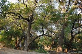 Image result for Breonadia