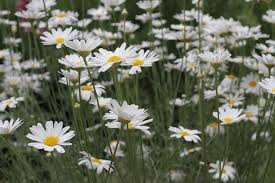 Image result for Pyrethroid