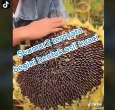 Kuaci dari setiap jenis bunga matahari memiliki bentuk dan warna yang berbeda. Lihat Taman Bunga Matahari Netizen Ternyata Begini Bentuk Asli Kuaci Hitekno Com
