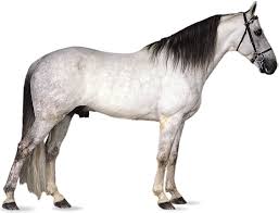 Tennessee Walking Horse Breed Of Horse Britannica