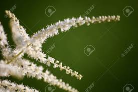 Check spelling or type a new query. A Beautiful Close Up Of White Astilbe Flowers Stock Photo Picture And Royalty Free Image Image 81217349