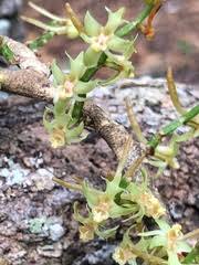 Image result for Tridactyle scottellii