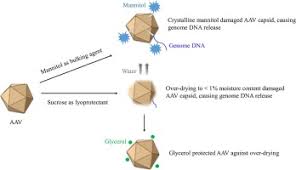 Image result for Gold 1995 AAV